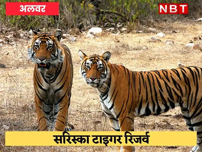 sariska national park