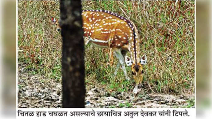 चितळही चवीने चघळते हाड! भारतात पहिल्यांदाच झाली नोंद; पेंच व्याघ्रप्रकल्पातील घटना