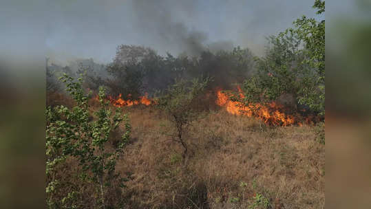 hiware bazar forest fire : आदर्श गाव हिवरेबाजारमध्ये जंगलाला आग, पद्मश्री पोपटराव पवार बोलले...