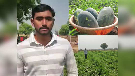 Watermelon Farming: कमालच आहे! ५ एकर शेतात फक्त ७५ दिवसांत शेतकऱ्याची १३ लाख रुपयांची कमाई