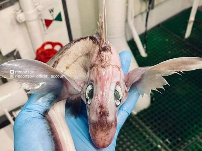 fish like baby dragon catches in norwegian sea by russian fisherman