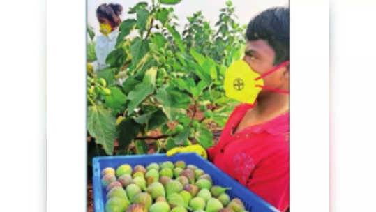 पुरंदरच्या अंजिराची युरोपवारी