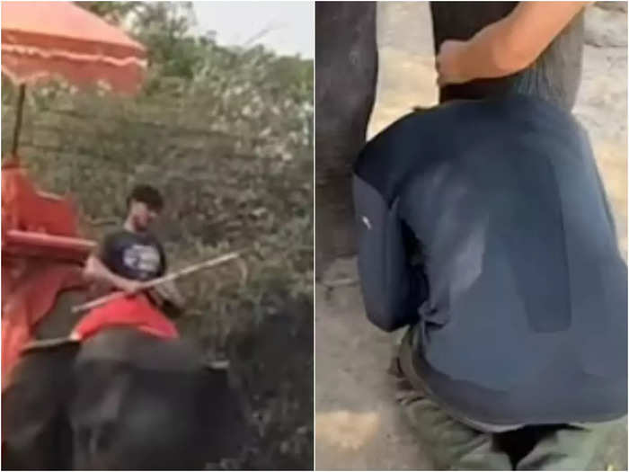 elephant beaten by mahout in thailand video will shock you