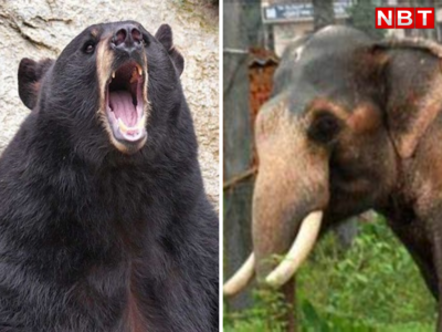 झारखंड: भालू के हमले में दो की मौत, रांची के शहरी इलाके में हाथी ने मचाया उत्पात 