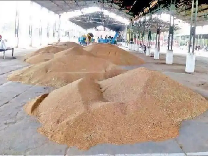 गेहूं के निर्यात पर खड़े हो रहे हैं सवाल, क्या हमें करना होगा ऊंची क़ीमतों पर आयात?