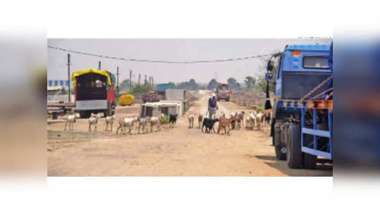 स्मार्ट सिटीत चरतात गुरेढोरे