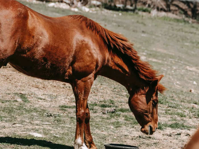 HORSE (1)