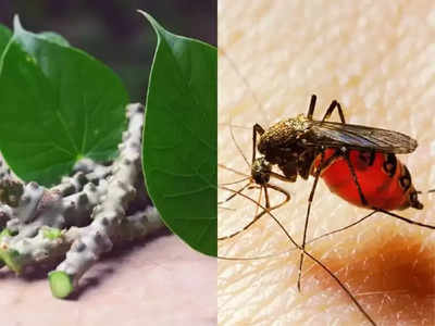 World Malaria Day 2022 : काहीच काळात संपूर्ण शरीर लुळं करून ठेवणारा मलेरिया नेमका होतो तरी कसा? ही लक्षणं घेऊ नका हलक्यात नाहीतर..! 