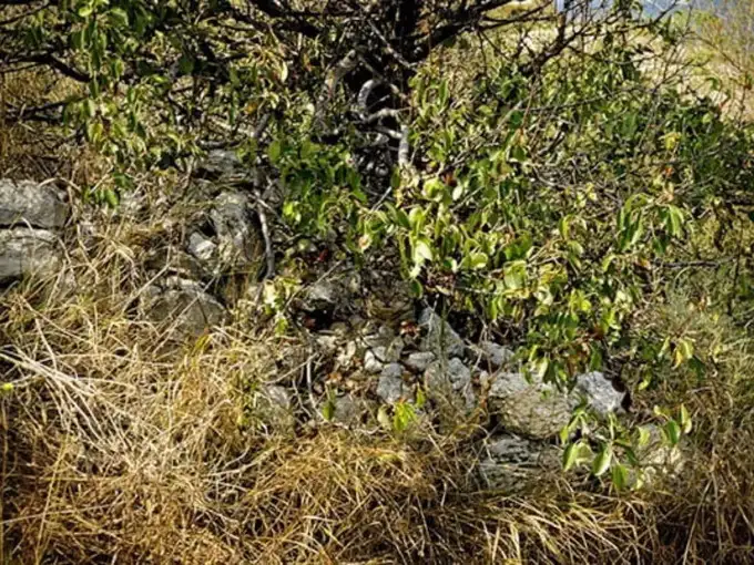 अब बिल्ली तो दिख जानी चाहिए...