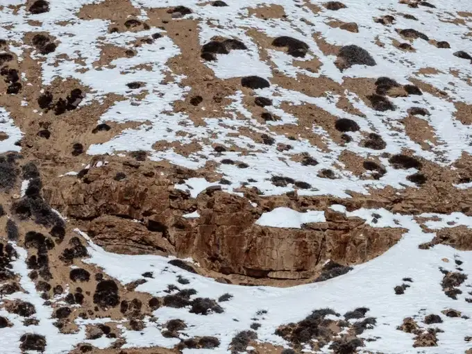 इस तस्वीर में छिपा है स्नो लेपर्ड...