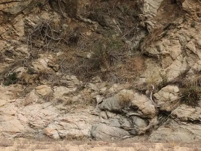 सामने ही है एक हिरण... कोशिश करते रहिए