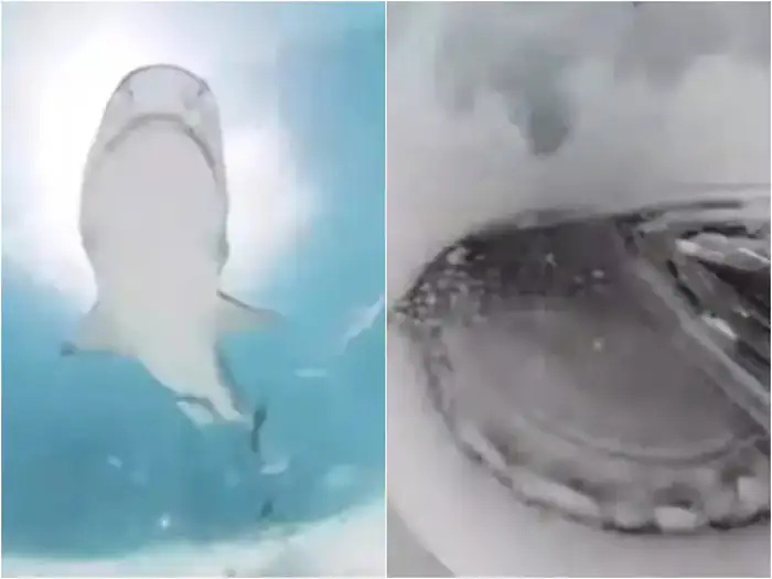 shark swallows camera of filmmaker video will shock you