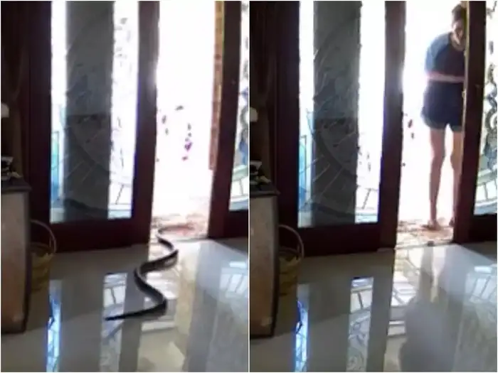 girl was sitting outside house giant snake enters terrifying video goes viral