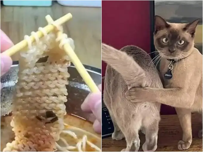 इन 16 तस्वीरों में क्या खिचड़ी पक रही है एक बार में देखकर नहीं बता पाओगे!