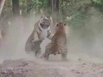 बगल से गुजरी बाघिन तो बाघों के बीच शुरू हो गया झगड़ा, दहाड़ से कांपे पर्यटक, देखें रोमांचित करने वाला वीडियो