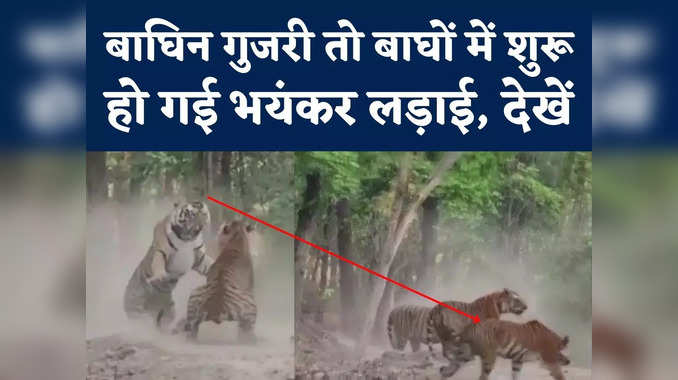 जंगल में बाघों के बीच दंगल, दहाड़ से कान्हा नेशनल पार्क में बहार, देखें