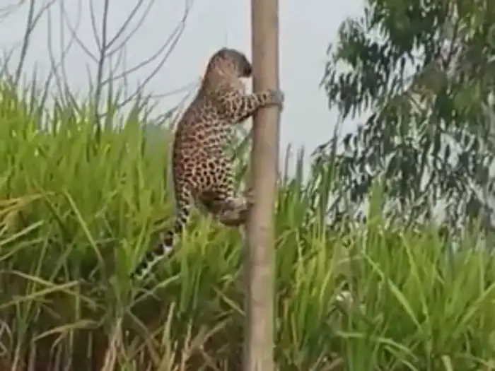 leopard climbing on eucalyptus tree video will shock you leopard climbing on eucalyptus tree video will shock you
