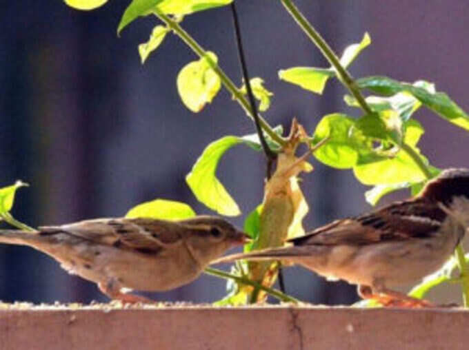 पक्षियों की आवाज