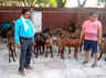 sirohi goats can change the fate of farmers of bundelkhand know how a farmer is showing the way