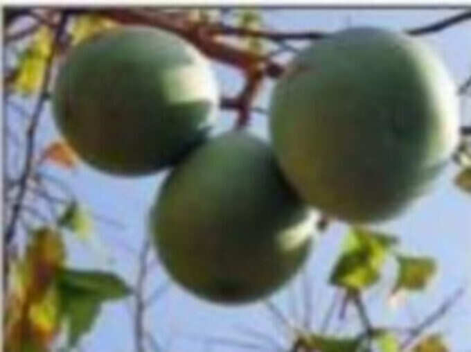 बेल के पेड़ के नीचे ऐसा करें