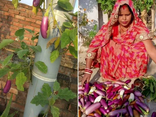 बिहार की महिला ने किया कमाल, पांच फुट की PVC पाइप में उगाती हैं 5 किलो सब्जी 