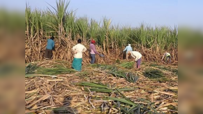 sugarcane factory 