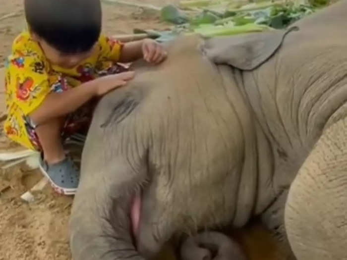 baby and elephant
