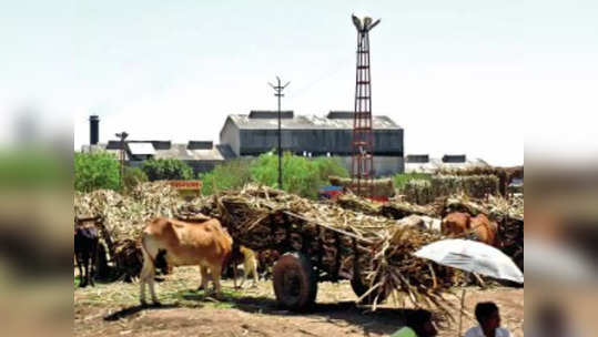 बिगरनोंदीचा ऊस अधांतरी