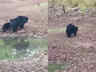 bear reached pool to quench thirst with children on their backs people love grew after watching video see