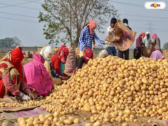 Potato Price: কবে কমবে আলুর দাম? আশ্বাস কৃষিমন্ত্রীর কণ্ঠে 