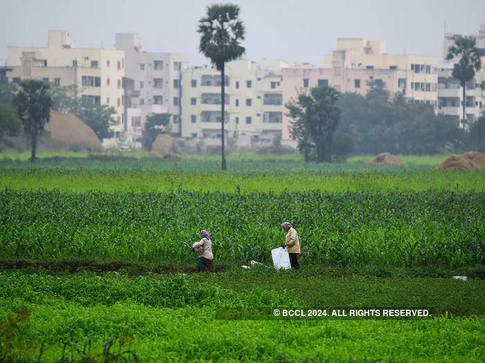 Maize Crop