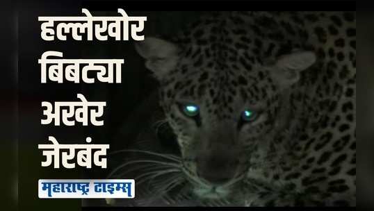 चंद्रपुरातल्या ३ वर्षांच्या मुलीवर हल्ला करणारा मादी बिबट्या अखेर जेरबंद, गावकऱ्यांनी सोडला सुटकेचा निश्वास