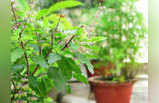 Auspicious Plants रुपये-पैसे में बरकत लाते हैं ये 5 पौधे, अपने घर में जरूर लगाएं