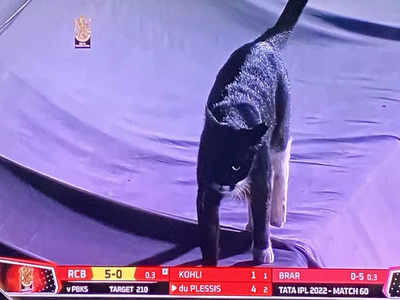 IPL 2022: काली बिल्ली ने रोका मैच, परेशानी में बल्लेबाज, मस्ती में चाटती रही पूंछ 