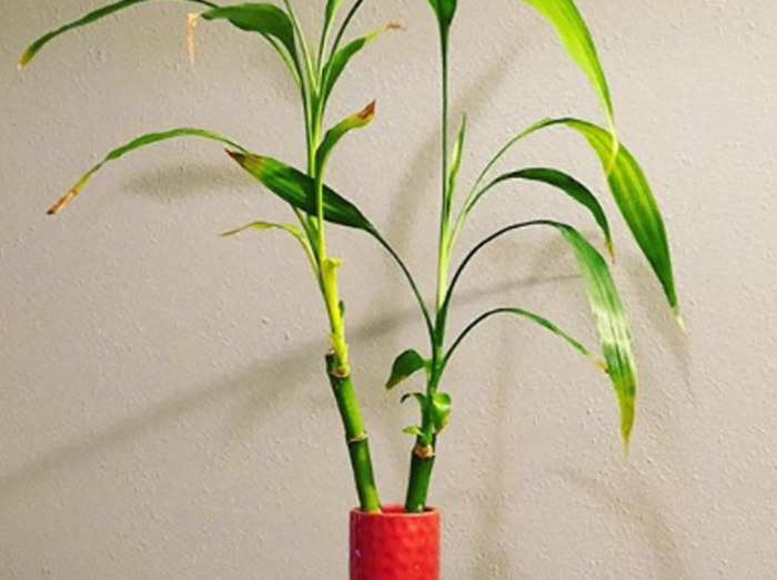 Vastu tips For Bamboo Plant : बांस का पौधा लगाते समय न करें ये गलतियां, बिगड़ सकती है आर्थिक स्थिति