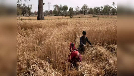 रशिया-युक्रेन युद्धामुळं गव्हाच्या किमतीत वाढ; सरकारने निर्यातीबाबत घेतला मोठा निर्णय