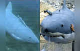 खा गए न चकमा! खूंखार शिकारियों के बीच तैर रही यह शार्क मछली नहीं है, देखें चौंका देने वाली तस्वीरें