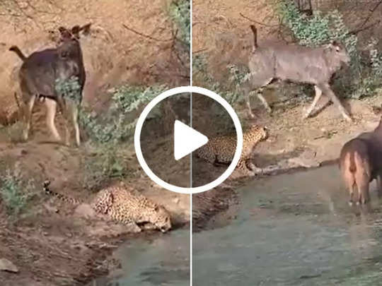 खूंखार तेंदुए के साथ पानी पी रहे थे हिरण, कैमरे में कैद हुआ शॉकिंग नजारा 