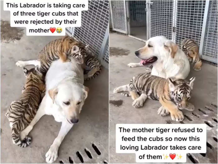 viral video of abandoned tiger cubs raising by dogs news from china
