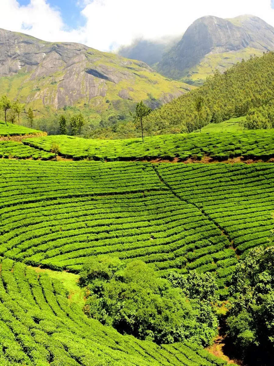 पालमपुर में टी गार्डन - Tea Garden In Palampur | Navbharat Times