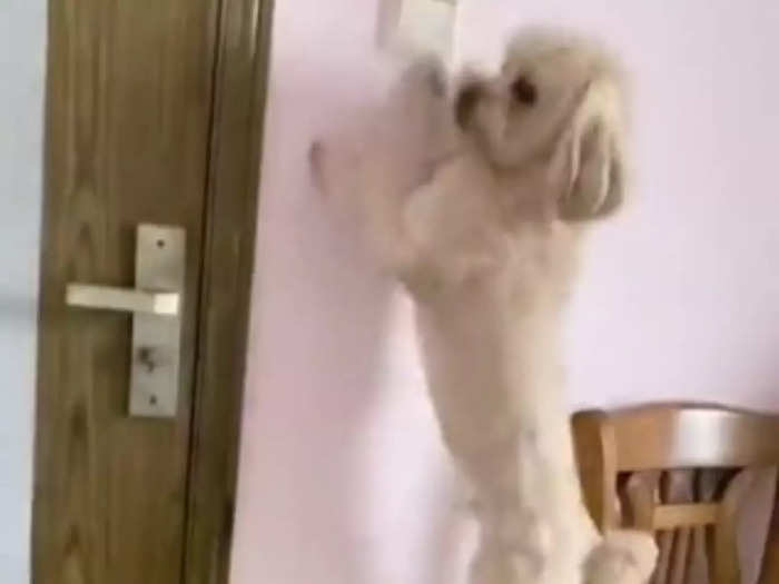 Dog Closing Door