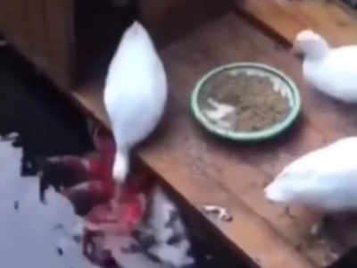 Viral Video: ಮೀನುಗಳಿಗೆ ಆಹಾರ ಕೊಡುವ ಬಾತುಕೋಳಿ!: ಖುಷಿ ನೀಡುವ ದೃಶ್ಯವಿದು 