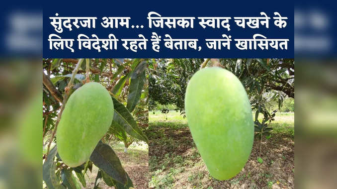 Sundarja Mango In Rewa : रीवा का सुंदरजा आम, डायबिटीज वाले भी ले सकते हैं इसका स्वाद