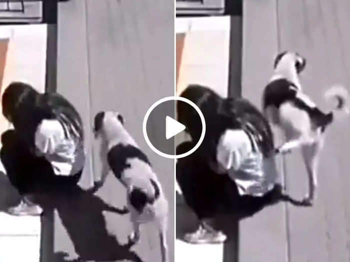 dog pissed on woman shocking video goes viral on social media