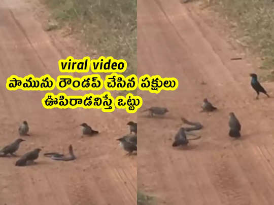 viral video: పామును రౌండప్ చేసిన పక్షులు.. ఊపిరాడనిస్తే ఒట్టు 