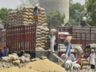 ujjain news wheat export ban side effect crores of goods stuck at port grain traders angry