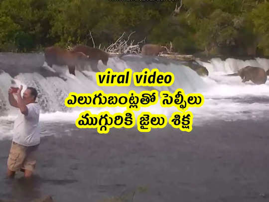 viral video: ఎలుగుబంట్లతో సెల్ఫీలు.. ముగ్గురికి జైలు శిక్ష 