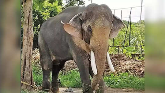 विदर्भातील सहा हत्ती गुजरातला रवाना; कर्नाटकातून आणणार प्रशिक्षित गजराज