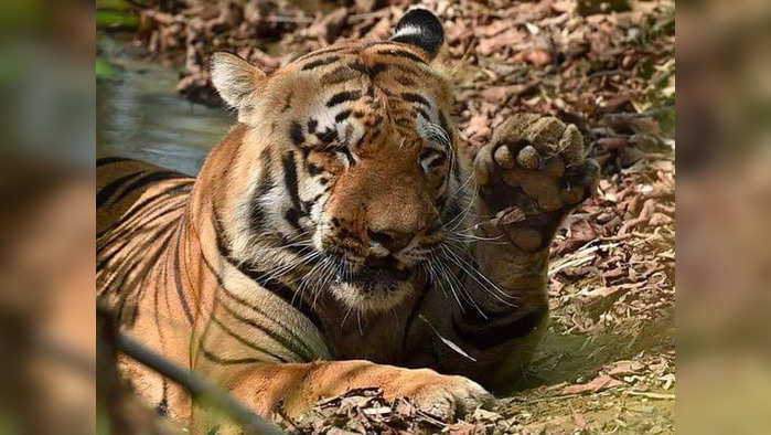 वाघडोहची चाल ऐटबाज, मुद्रा करारी!, ताडोब्यात चाहत्यांकडून श्रद्धांजली अर्पण (फोटो सौजन्य- निखील तांबेकर )