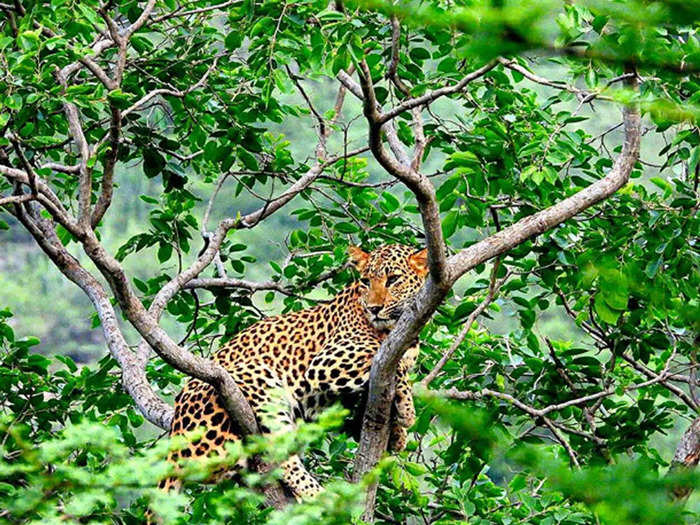 Jhalana leopards